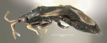 Media type: image;   Entomology 619177 Aspect: habitus lateral view